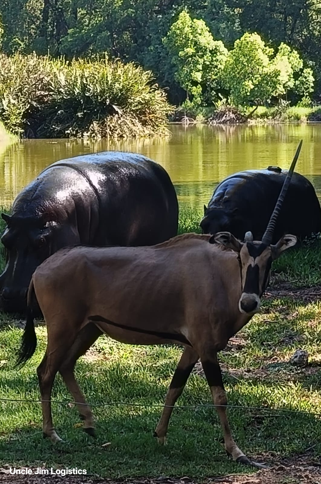 Haller Park giraffe feeding Mombasa